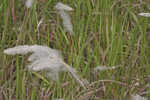 Cogongrass